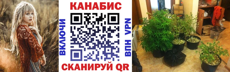 что такое   Кизляр  Канабис семена 